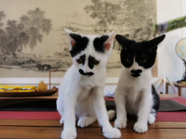 如何正確處理流浪貓？即使不喜歡，也千萬別去傷害