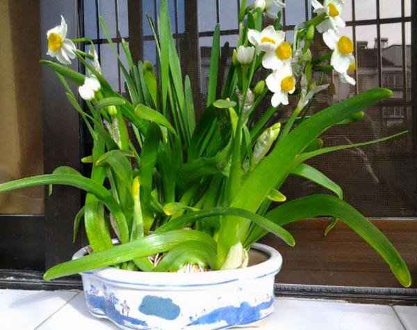 家庭養花需“謹慎”,這4種花“有毒液”,哪怕再好看,也別養 家庭養花需“謹慎”,這4種花“有毒液”,哪怕再好看,也別養