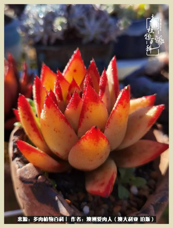 多肉變胖純屬正常,我的變胖卻是工傷 多肉變胖純屬正常,我的變胖卻是工傷