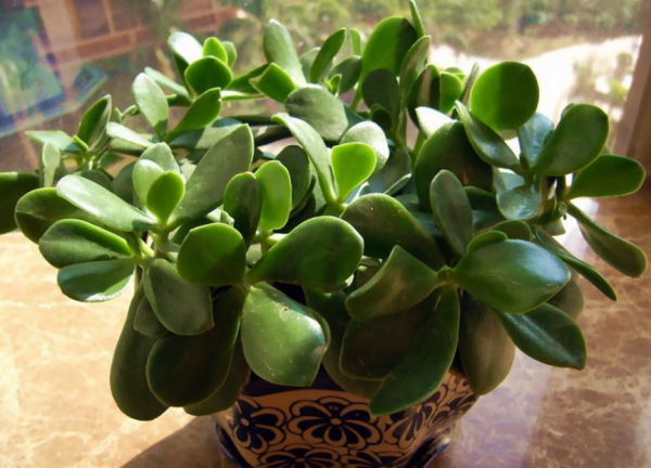 2種&OpenCurlyDoubleQuote;便宜&rdquo;花，過年放在陽臺上，越養價值越高，寓意大吉