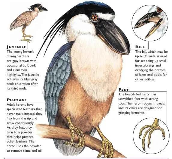 鯨頭鸛不同父異母的親兄弟