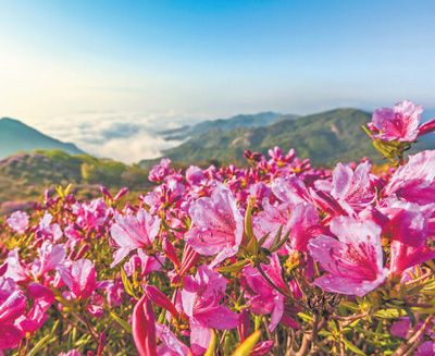 開滿杜鵑的遂川 開滿杜鵑的遂川