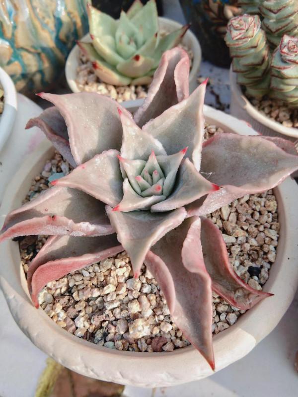 都說女大十八變,其實多肉也是,快來圍觀這些漂亮多肉以前有多醜 都說女大十八變,其實多肉也是,快來圍觀這些漂亮多肉以前有多醜