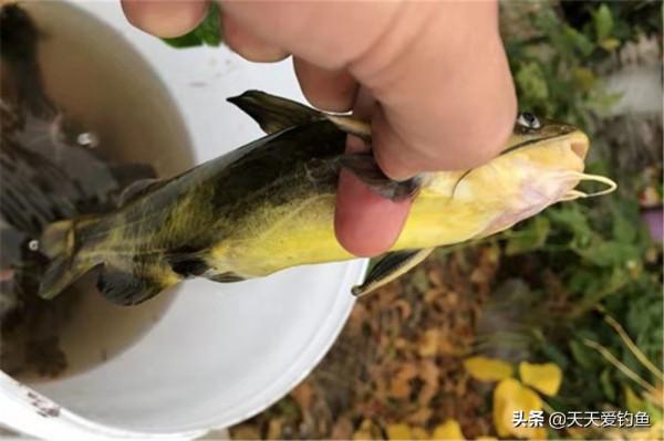早春野釣黃顙魚，這種傳統釣法最有“殺傷力”，收穫最有保障