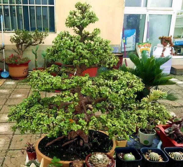 &OpenCurlyDoubleQuote;懶人&rdquo;就養這10種花，一個月不澆水也死不了，多曬少管更健壯