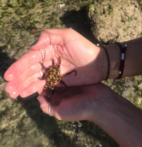 寵物“越獄”火上熱搜！一擊斃命的藍環章魚，毒性到底有多強？