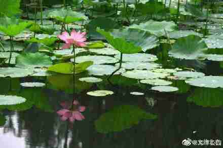 龍潭公園裡夏荷花開正盛