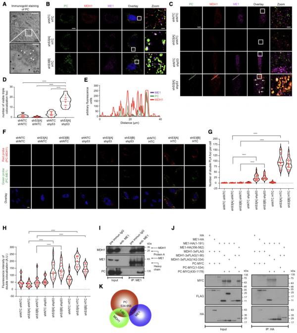 癌細胞為啥“老不死”?科學家發現一種關鍵酶,有望開闢抗癌新療法 癌細胞為啥“老不死”?科學家發現一種關鍵酶,有望開闢抗癌新療法