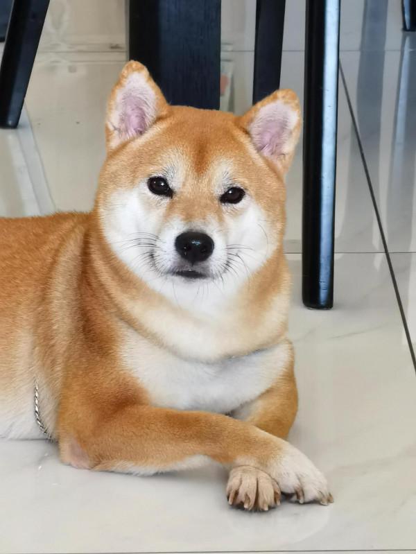 順手留影,我的貼身相機華為 Mate 40 pro+ 順手留影,我的貼身相機華為 Mate 40 pro+