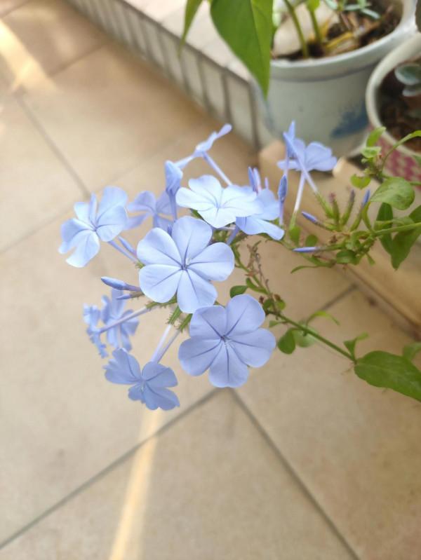 冬天也不休息的藍雪花