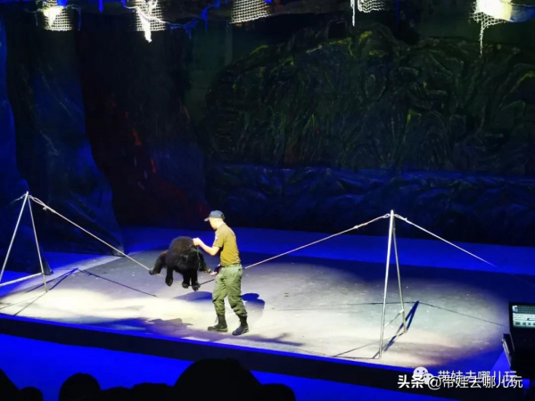 北京新開一家動物園,可以和老虎共進午餐 北京新開一家動物園,可以和老虎共進午餐