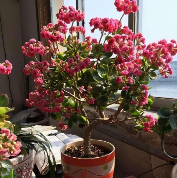 3種多肉喜歡住“小家”，“喝水”不多，長得賊好