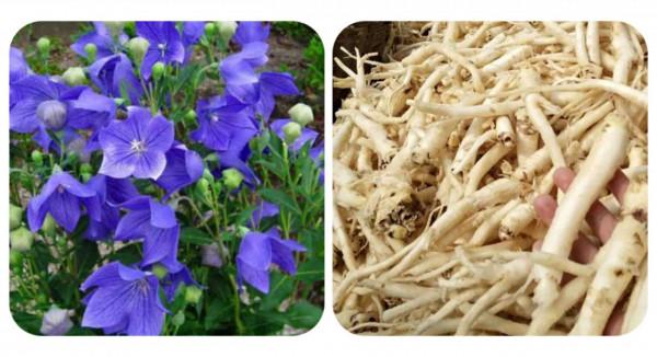 24種紫色花草,高貴而優雅,比綠蘿吊蘭好看多了 24種紫色花草,高貴而優雅,比綠蘿吊蘭好看多了