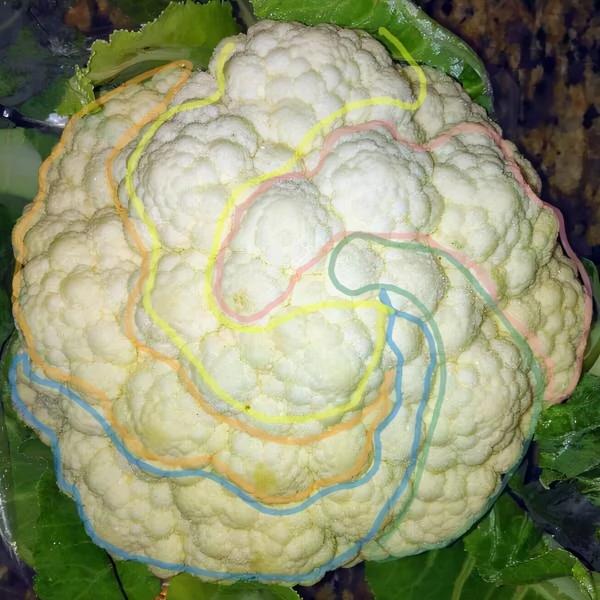 花椰菜外表上驚人的規律性，你發現了嗎？