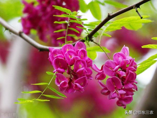 農村老人說“杮木砧板槐木椽，桑樹扁擔挑萬年”，是這樣嗎？