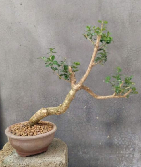 1種“天然矮”的植物,無需矮化,打造天然的瓜子黃楊盆景 1種“天然矮”的植物,無需矮化,打造天然的瓜子黃楊盆景