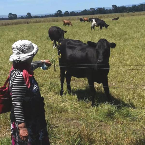 牛是否喜歡聽音樂？現實版的對牛彈琴新解