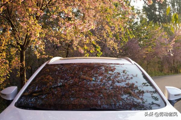 《小鳳用車生活》櫻花盛開，駕車自來