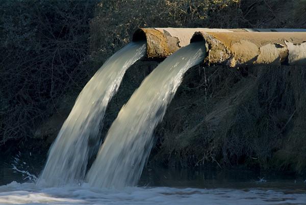 隨處可見的麻雀竟然都是“進口的”,我國本地麻雀去哪了? 隨處可見的麻雀竟然都是“進口的”,我國本地麻雀去哪了?
