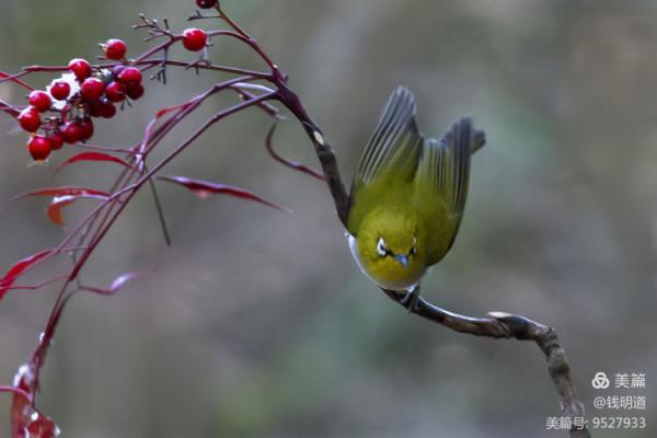 萌萌可愛小精靈——繡眼鳥