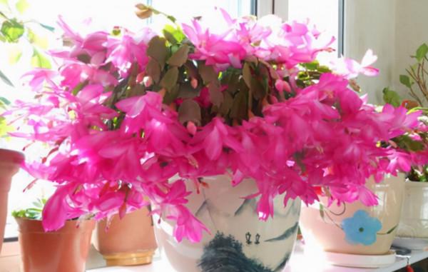 君子蘭、蟹爪蘭總是不開花，弄條魚養一養，花朵到處“亂竄”