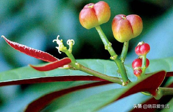 認識10種漂亮的“有毒花”，漲見識，避免傷害