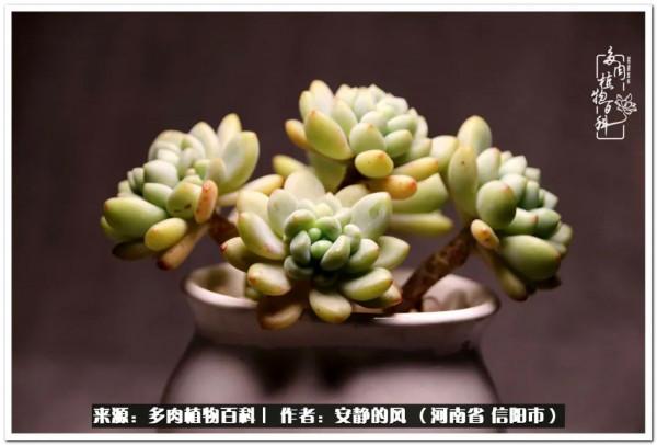 陽臺多肉黨的幸福生活 陽臺多肉黨的幸福生活