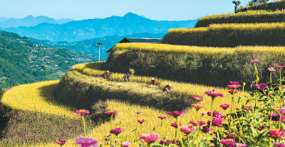 希望的田野 豐收的中國