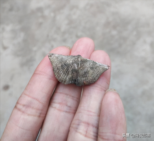 化石可以入藥,你知道嗎? 化石可以入藥,你知道嗎?