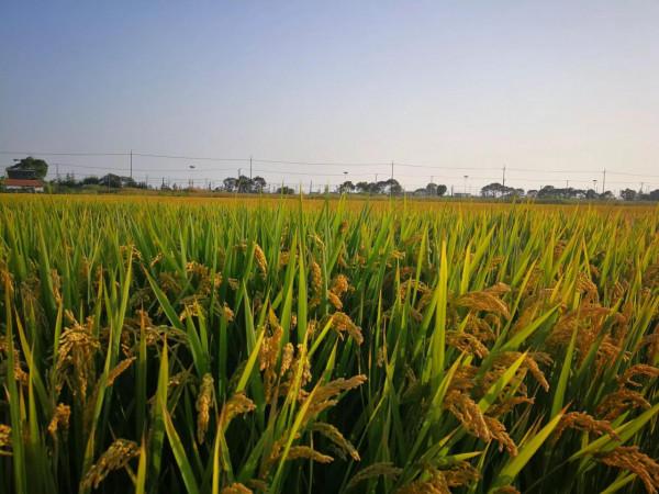 豆豆預言：歐盟某天淪為政治工具或另一種大鍋飯會像蘇聯一樣垮掉