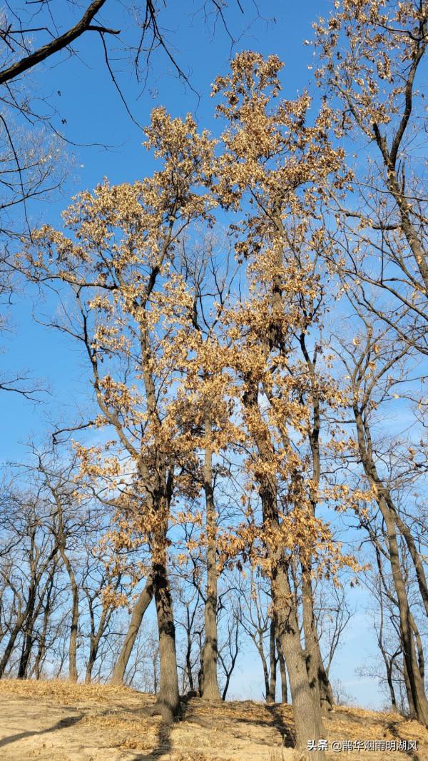 新年徒步，意外收穫，泰山雲海仙境