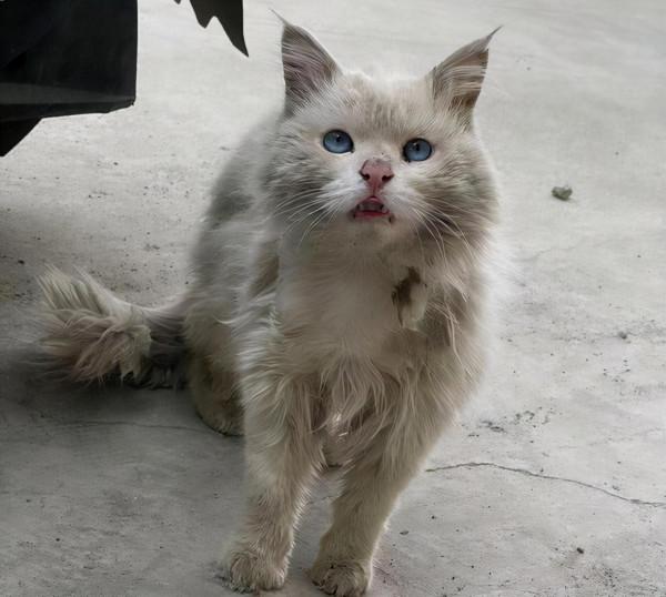 貓界中,這些貓“棄養率”最高,橘貓排名第一 貓界中,這些貓“棄養率”最高,橘貓排名第一