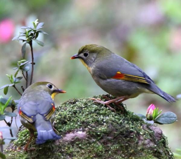 相思鳥一一愛情的象徵