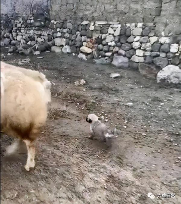 國外一隻牧羊犬幼崽剛滿月，就出來驅趕羊群，反被羊群當成小羊羔