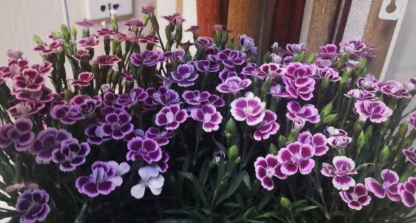 6種植物自帶香氣,家裡種上一盆,簡直就是“活香水” 6種植物自帶香氣,家裡種上一盆,簡直就是“活香水”