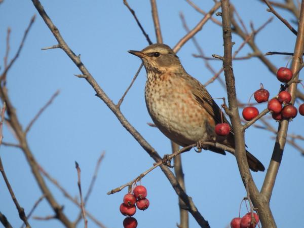 生物多樣性 | Hi,歡迎你們來到南海子公園“吃喝玩樂” 生物多樣性 | Hi,歡迎你們來到南海子公園“吃喝玩樂”
