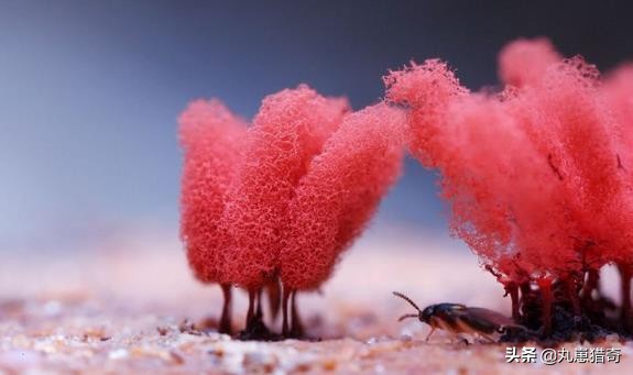 細菌之美：培養皿上的斑痕，比梵高筆下的《星空》更加豔麗