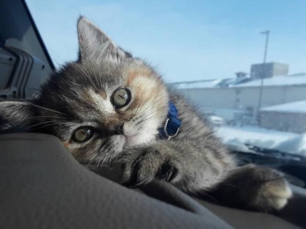 壽命最短的6種貓,它們也許只能陪伴你幾年 壽命最短的6種貓,它們也許只能陪伴你幾年