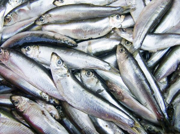 這6種魚平時要少吃，或含有甲醛和重金屬，看看有你常吃的嗎？