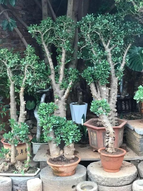 5種漂亮花，喜歡“窮養”，擠在破盆裡，能養30年