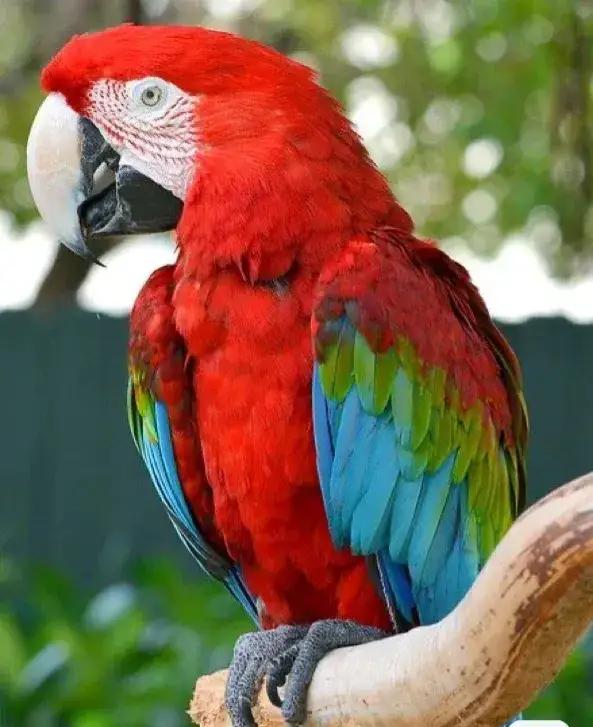 大自然中漂亮的“鳥兒”,日常生活中你見過幾種 大自然中漂亮的“鳥兒”,日常生活中你見過幾種