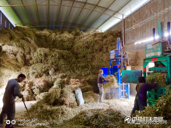 廣金錢草減產庫存空價揚 後市依然可期 廣金錢草減產庫存空價揚 後市依然可期