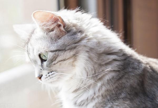 養寵物貓和田園貓，哪一個更“省心”？