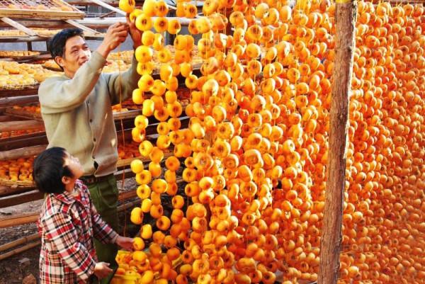 廣西恭城：家家曬柿餅 增產又增收