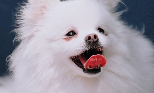 遼寧:漂亮博美被拋棄,狗狗:痊癒後我依舊美麗,可是主人你在哪 遼寧:漂亮博美被拋棄,狗狗:痊癒後我依舊美麗,可是主人你在哪