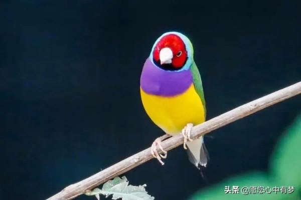 七彩文鳥的常見病有滴蟲症、氣管炎以及膽囊腫脹