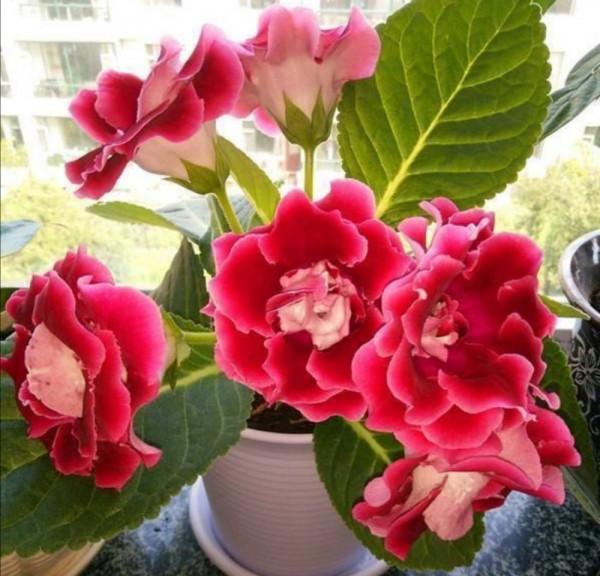 10種&OpenCurlyDoubleQuote;嬌氣花&rdquo;，葉片噴水噴不得，噴水就爛，幹養反而綠油油