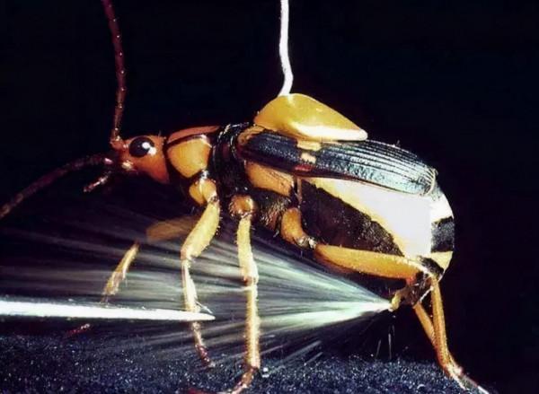 地球上有能放電的動物，為什麼沒有噴火的動物？