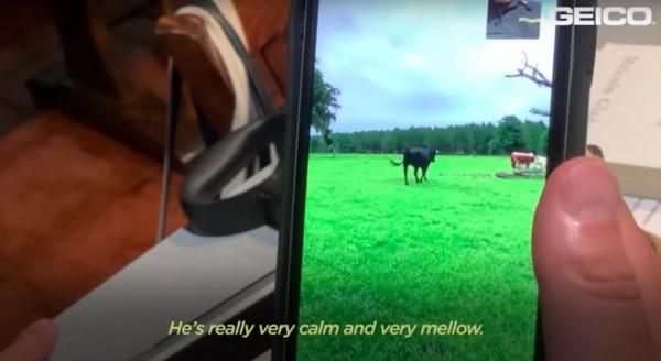 美國一頭牛逃出屠宰場，警察追捕8個月，結果整個小鎮都愛上它了