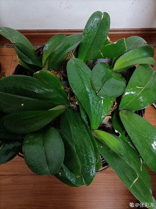 買花也要注意辨別“坑”,才能挑到好花,花開爆盆 買花也要注意辨別“坑”,才能挑到好花,花開爆盆